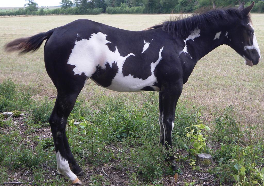 Pouliche paint horse black overo bleux équitation western